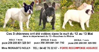 de la Vallee de l'Arc - VOL DE BOULEDOGUE DANS LES BOUCHES -DU- RHONE